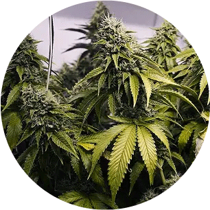 Cannabis Cultivation Respirator Fit Testing